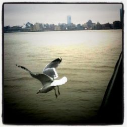 Amazing photos of birds diving on Hudson #photography #iphoneography